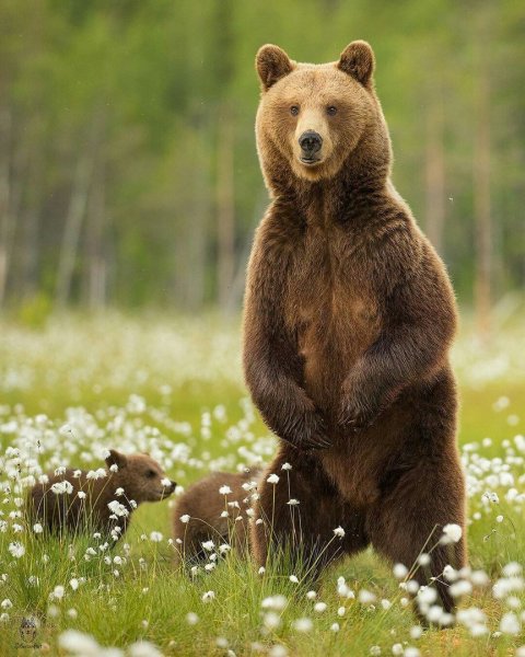 Аляскинский бурый Медведица