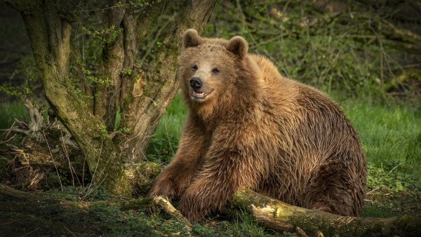 Дальневосточный бурый медведь