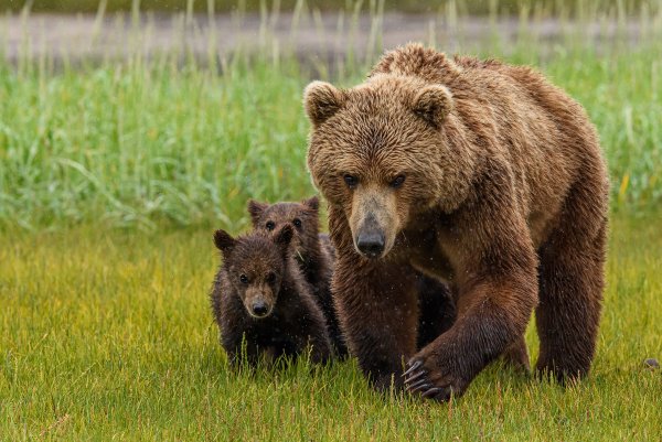 Медвежонок нарисованный реалистичный