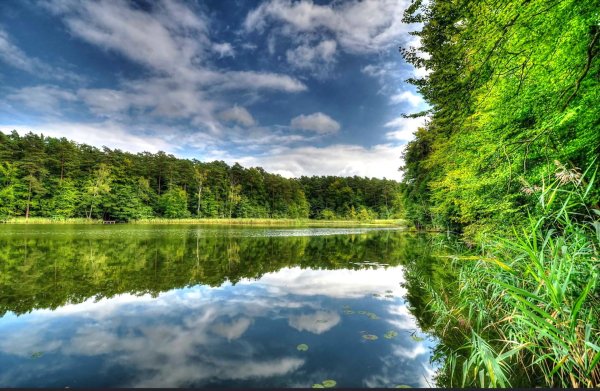 Природа лес озеро