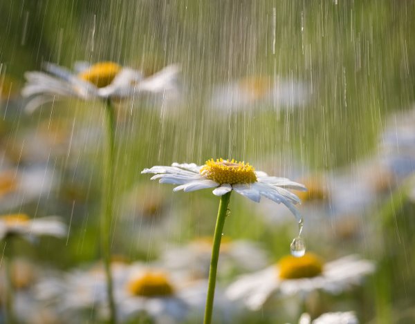 Воспоминания лета