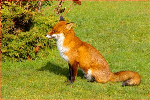 Изображение лисы