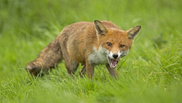 Лисица летом