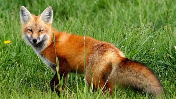 Лисы в Сибири