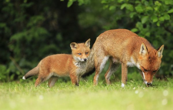 Лиса с лисятами