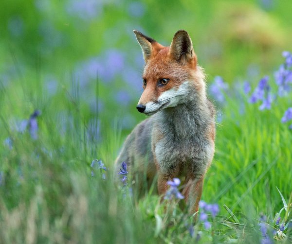 Лиса летом картинки