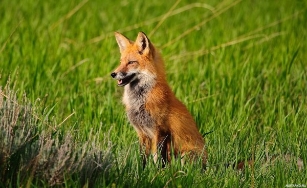 Лиса в траве