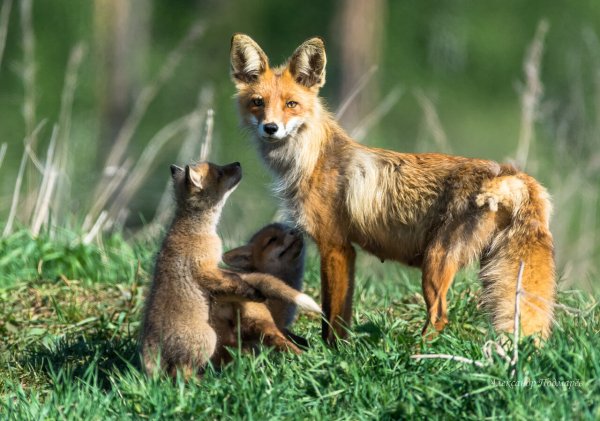 Лисица летом