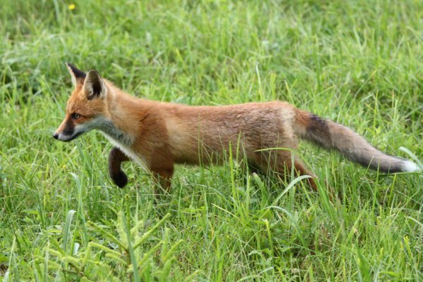 Молодая лиса