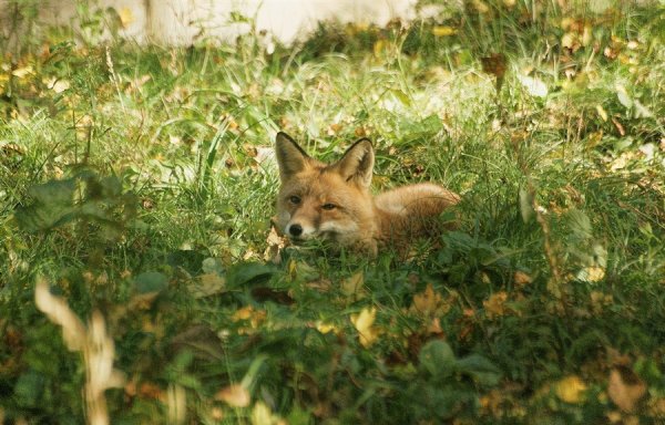 Огнёвка Вятская лиса