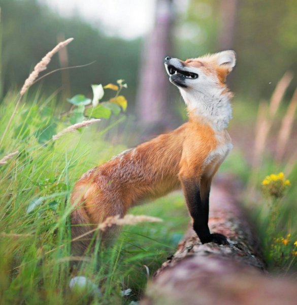 Лиса осенью