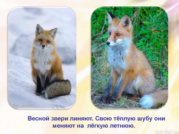 Сказочный Лисенок