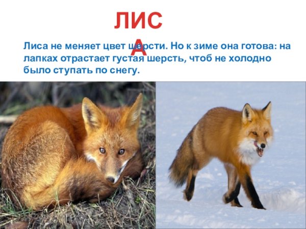 Животные летом