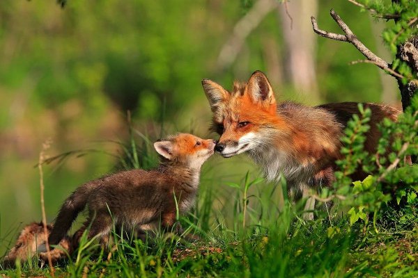 Лисица в лесу