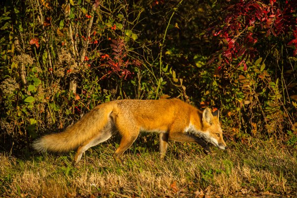 Лисица в Баргузинском заповеднике