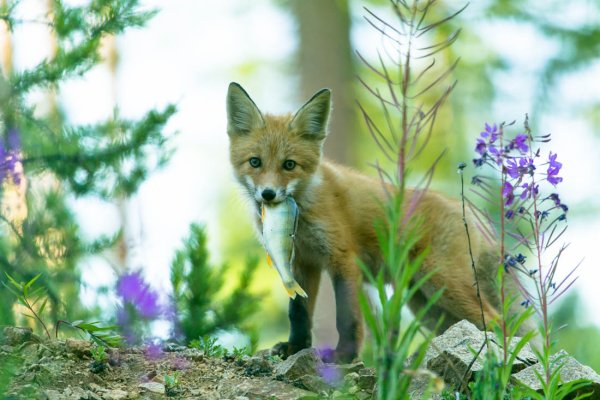 Лиса весной