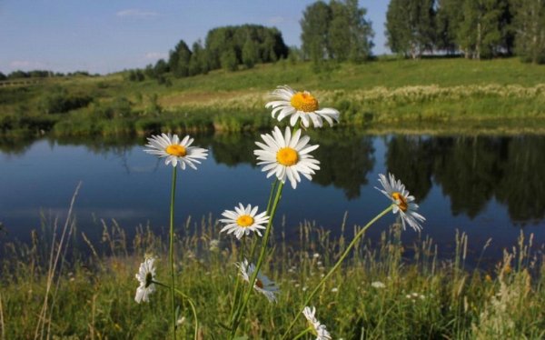 Природа ромашки