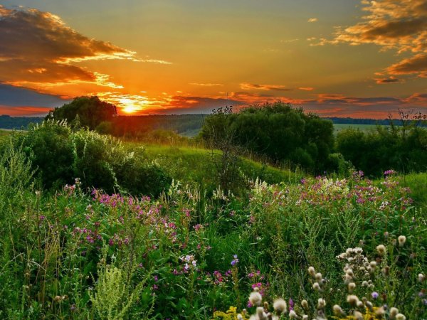 Яркая природа