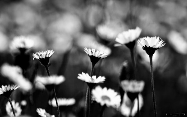 Природа макро