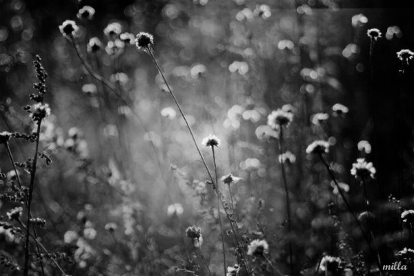 Черные полевые цветы