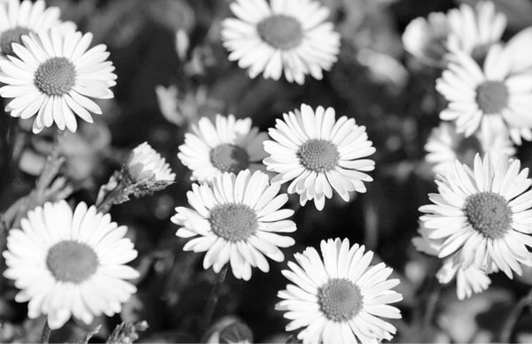 Лето в черно белом цвете