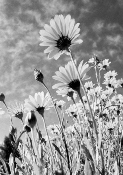 Природа в чёрно-белых тонах