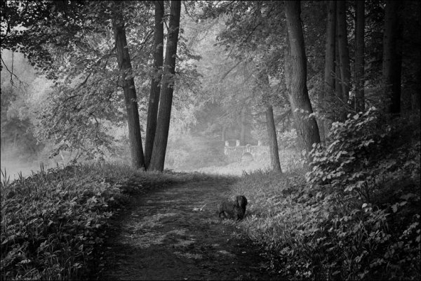 Осенний пейзаж черно белый