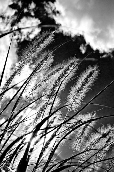 Вдохновение черно белое