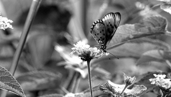 Черно белый мир