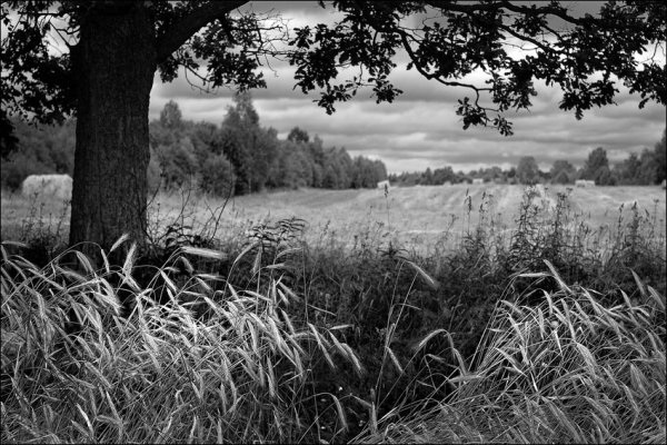 Летние пейзажи чб