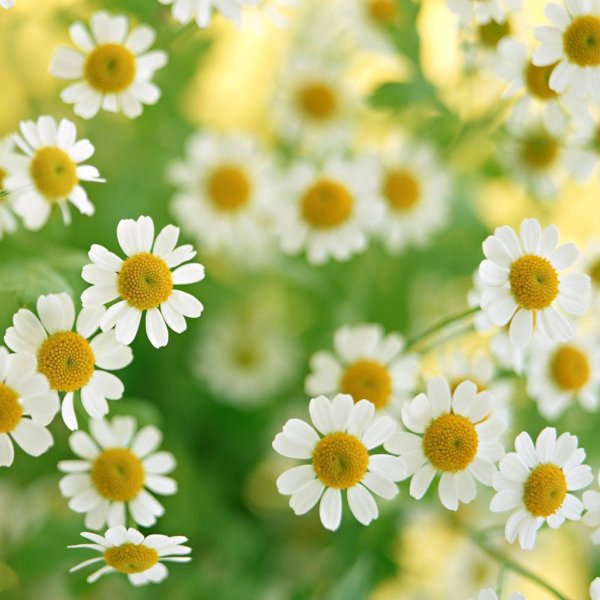 Открытки с днём рождения с ромашками