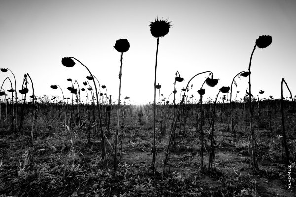 Черное поле