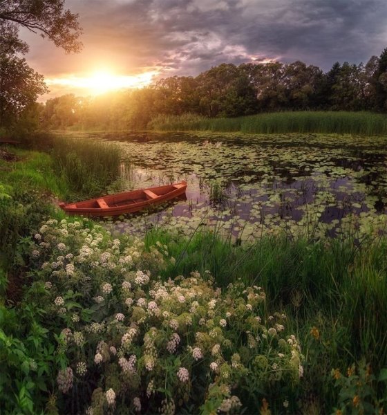 Маковое поле на закате