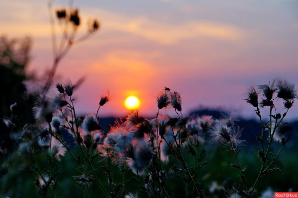 Летняя ночь