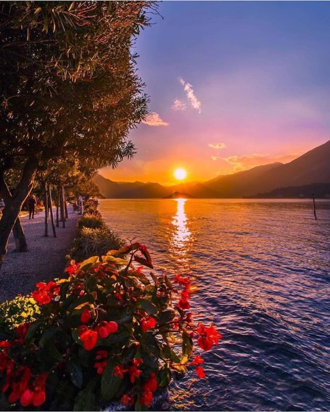 Цветы на закате