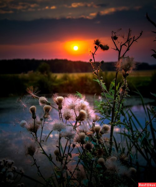 Июльский вечер