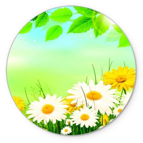 Ромашка круглая