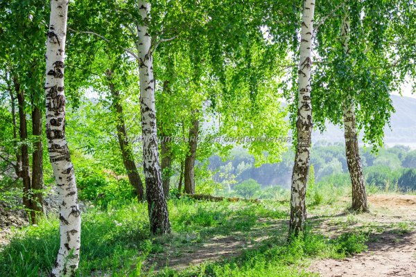 Русский лес Березовая роща