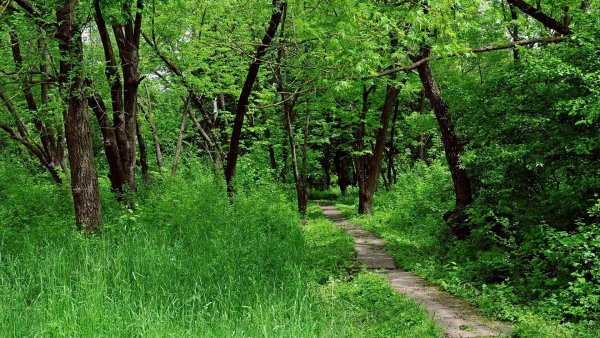 Лесной массив Богородицк