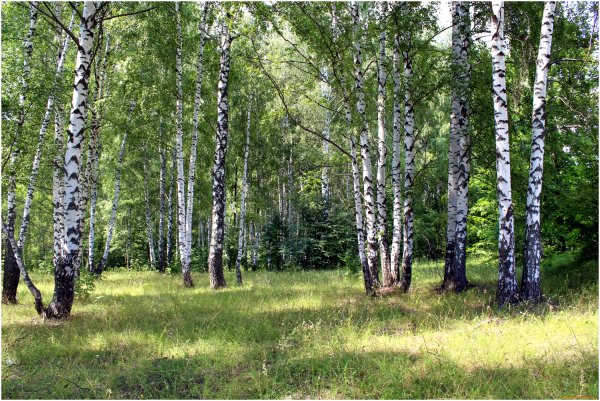 Берёзки средней полосы России