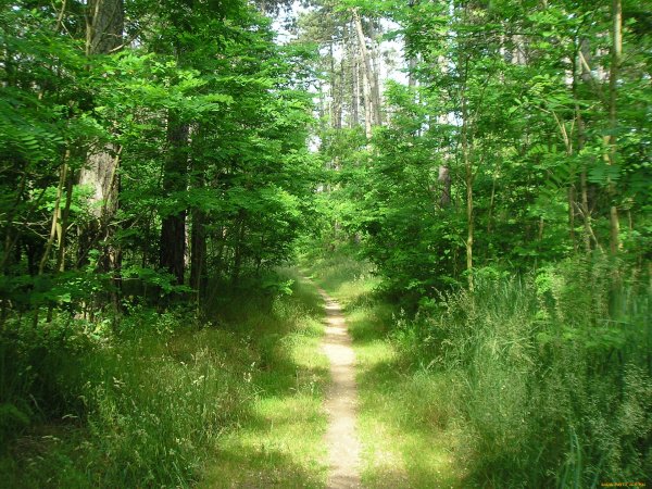 Лес с животными