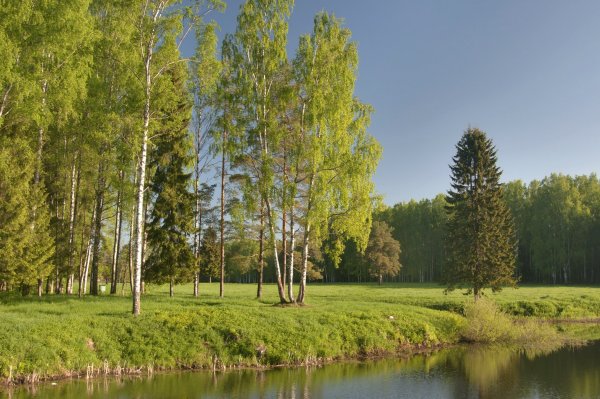 Березовая роща опушка