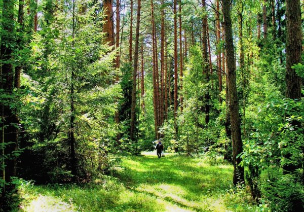 Березовая роща Омск