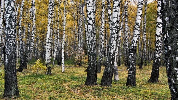 Березовая роща опушка