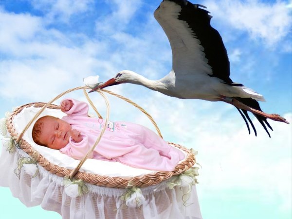 Аист с новорожденным