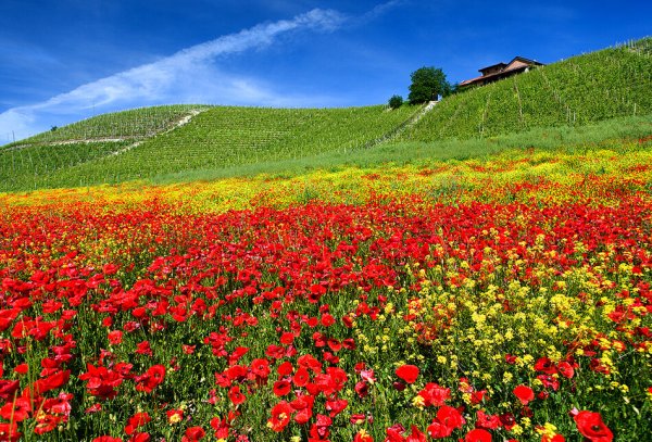 Природа летом июнь