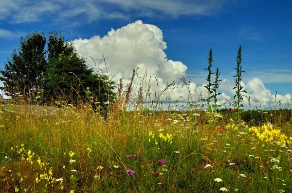 Лето июнь природа