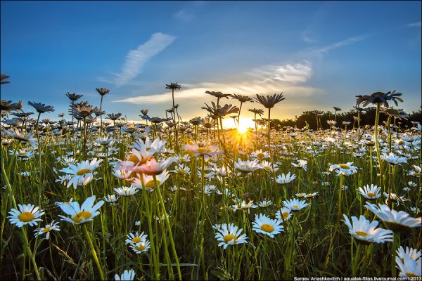 Поле ромашек на рассвете