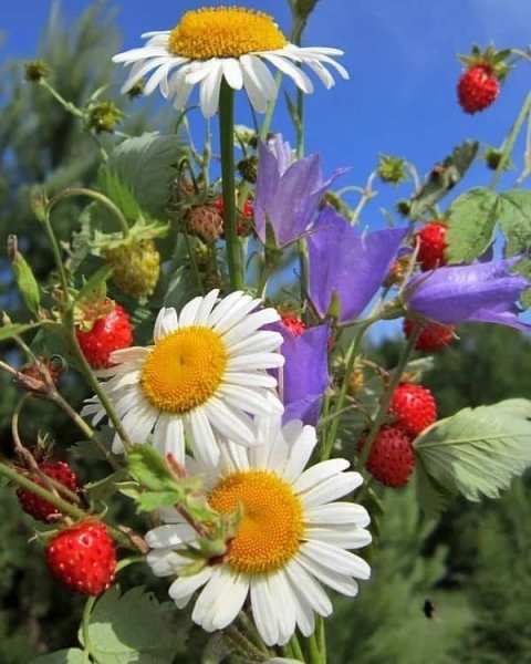 Июньские цветы