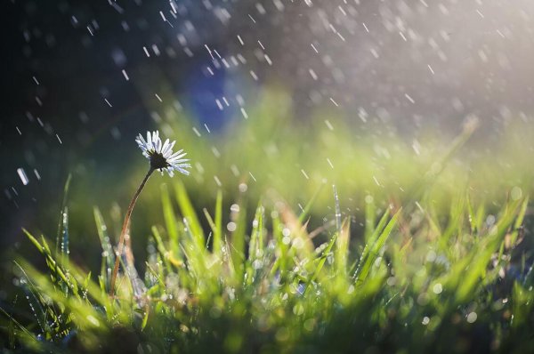In Spring Rain